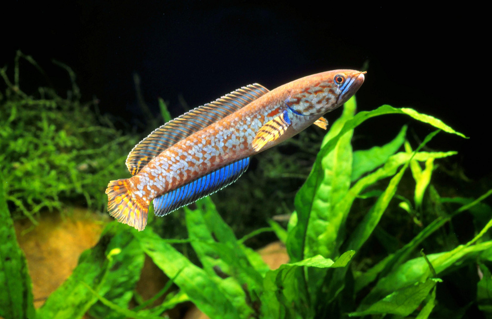 Pretty Rainbow snakehead