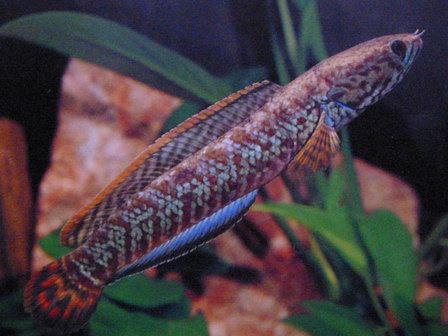 Pretty Rainbow snakehead