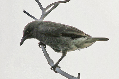 Rarotonga starling