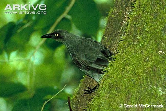 Pretty Rarotonga starling