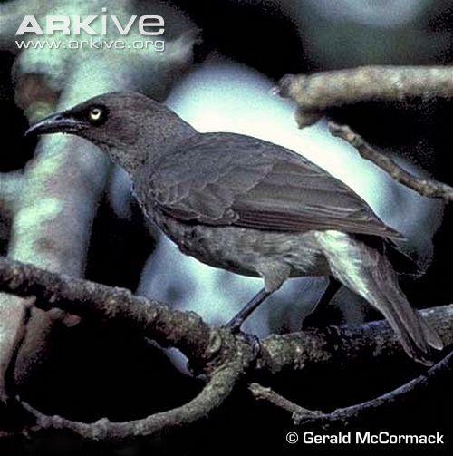 Pretty Rarotonga starling
