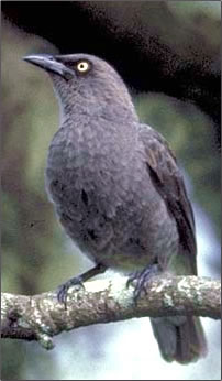 Pretty Rarotonga starling