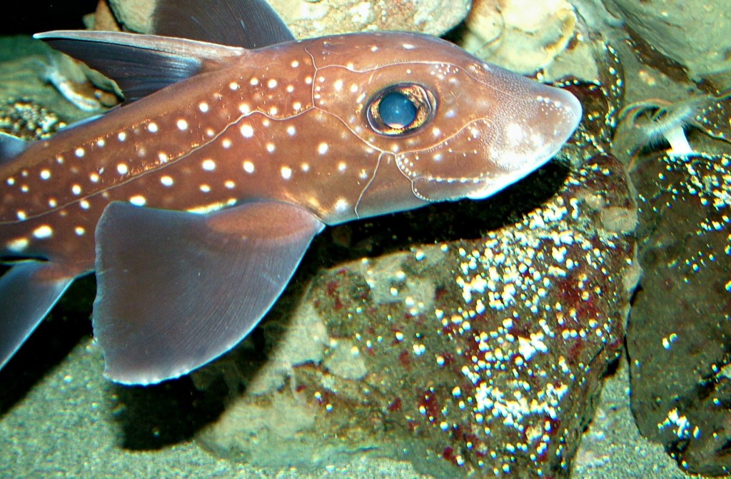 Nice Ratfish