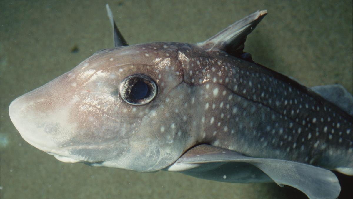 Cool Ratfish