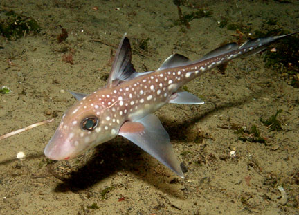 Cute Ratfish
