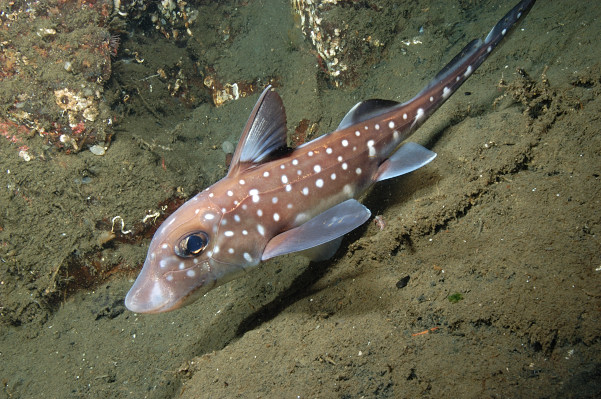 Photo Ratfish