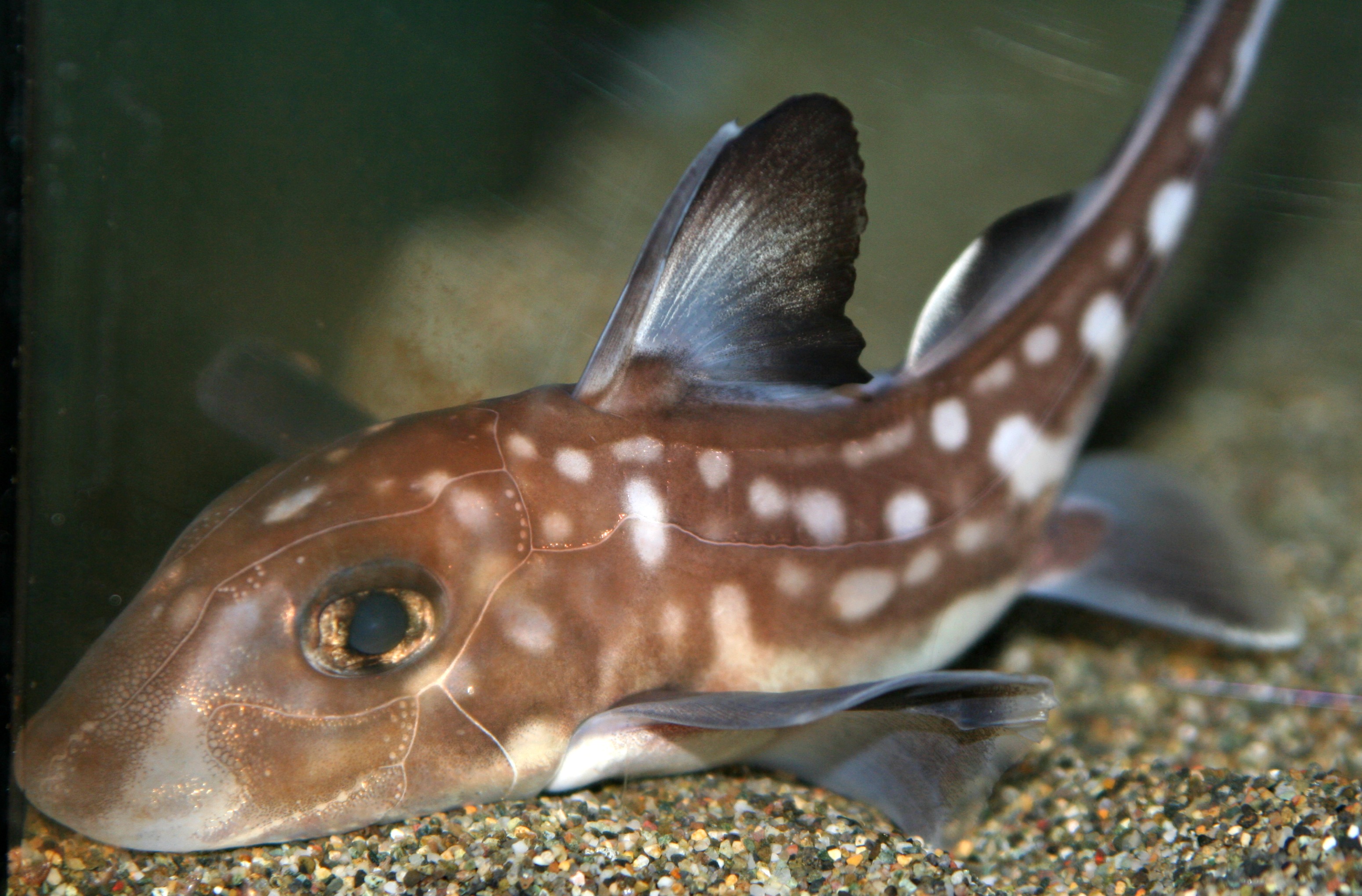 Ratfish photo 