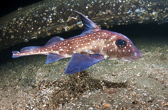 Ratfish 