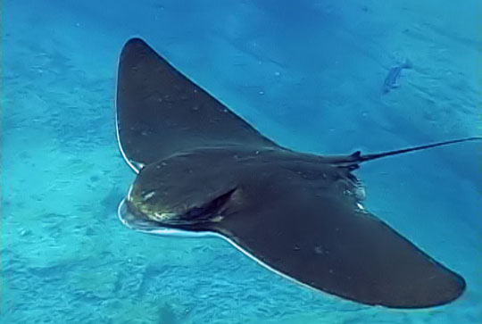 Nice Ray