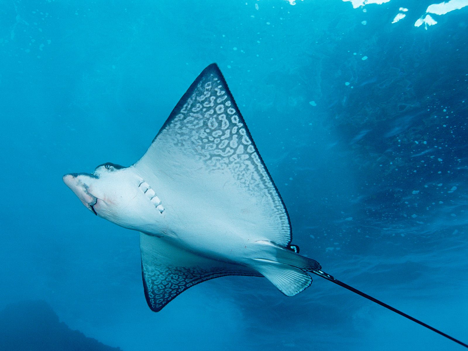 Ray photo 