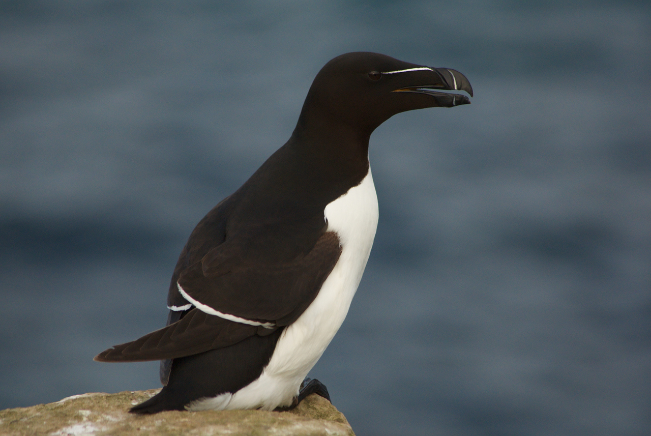 Pretty Razorbill