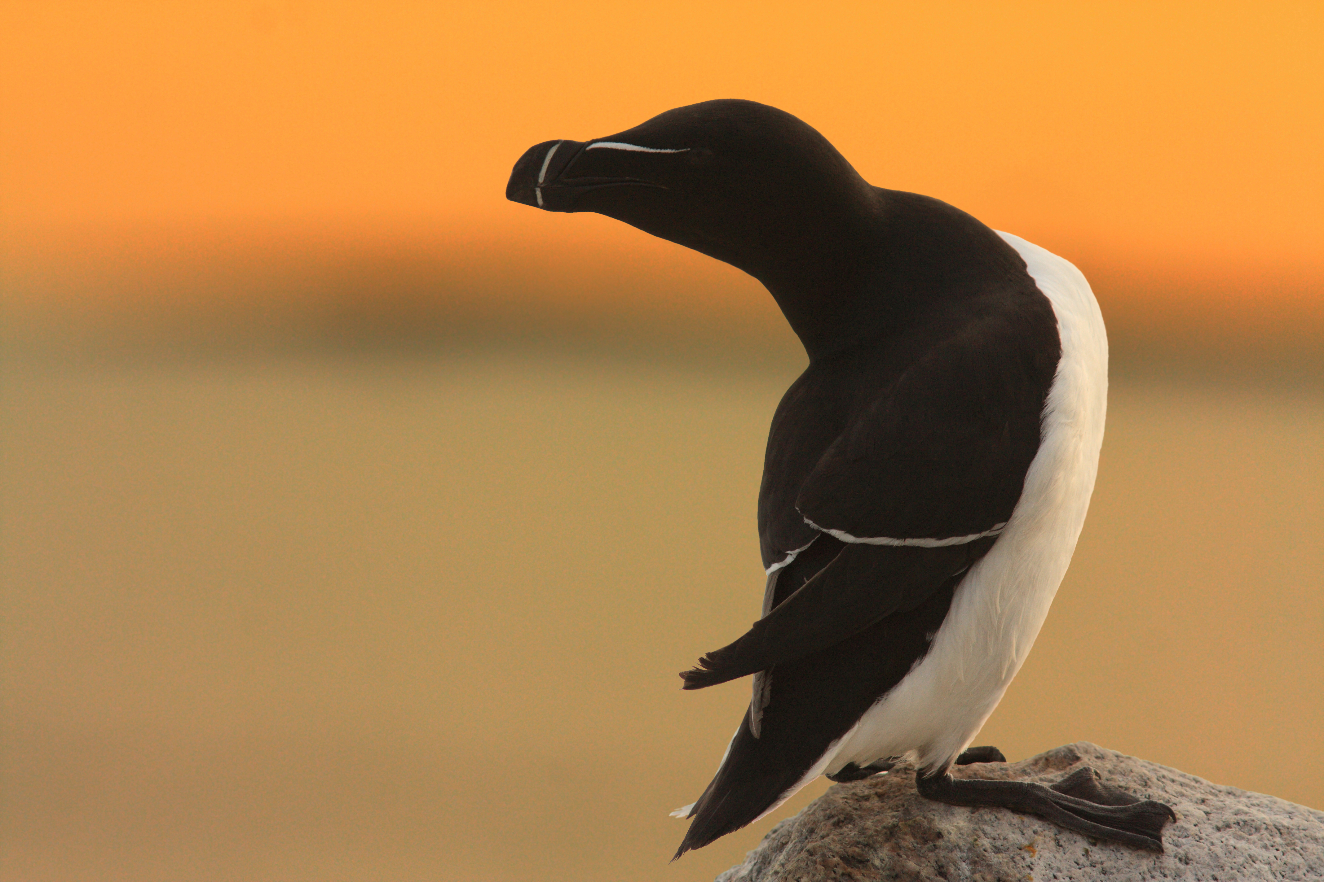 Pretty Razorbill