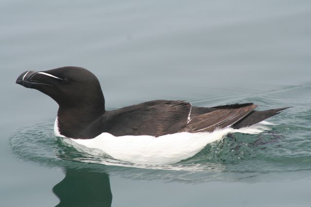 Pretty Razorbill
