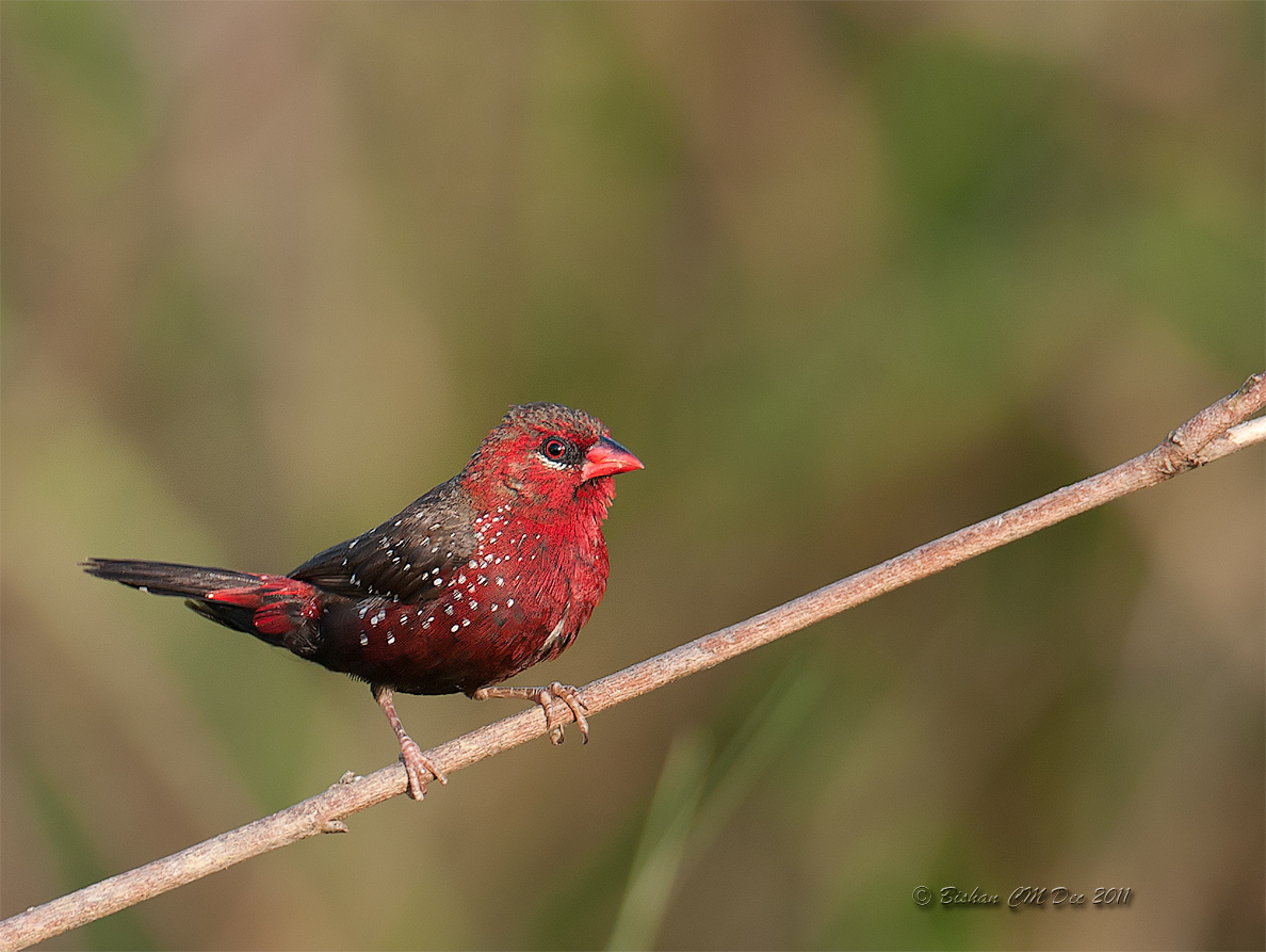 Red avadavat