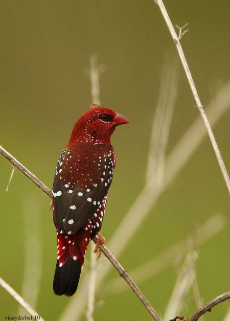 Pretty Red avadavat