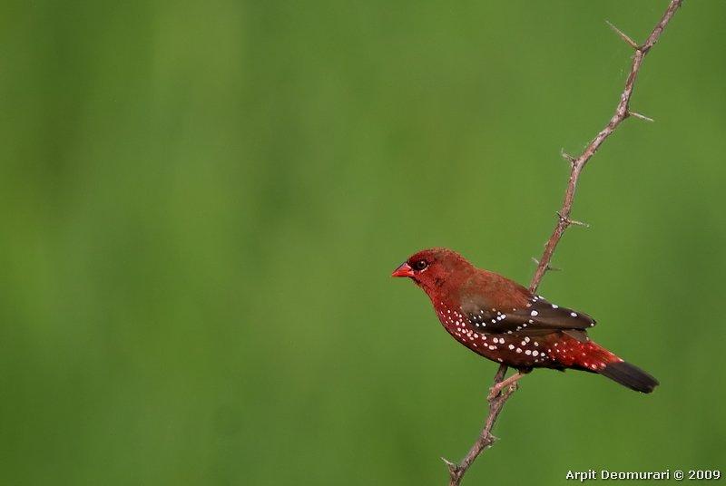 Pretty Red avadavat