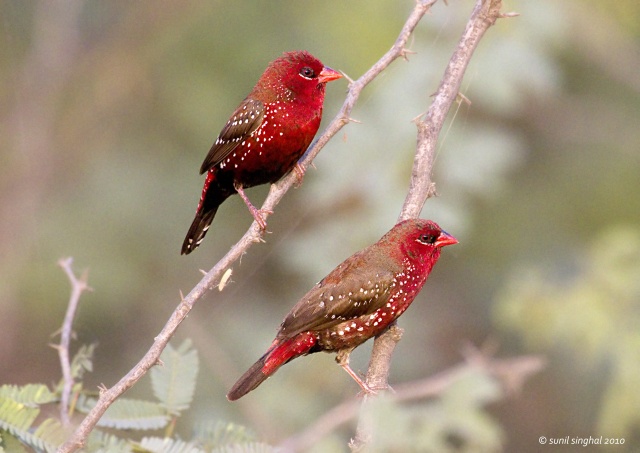 Pretty Red avadavat