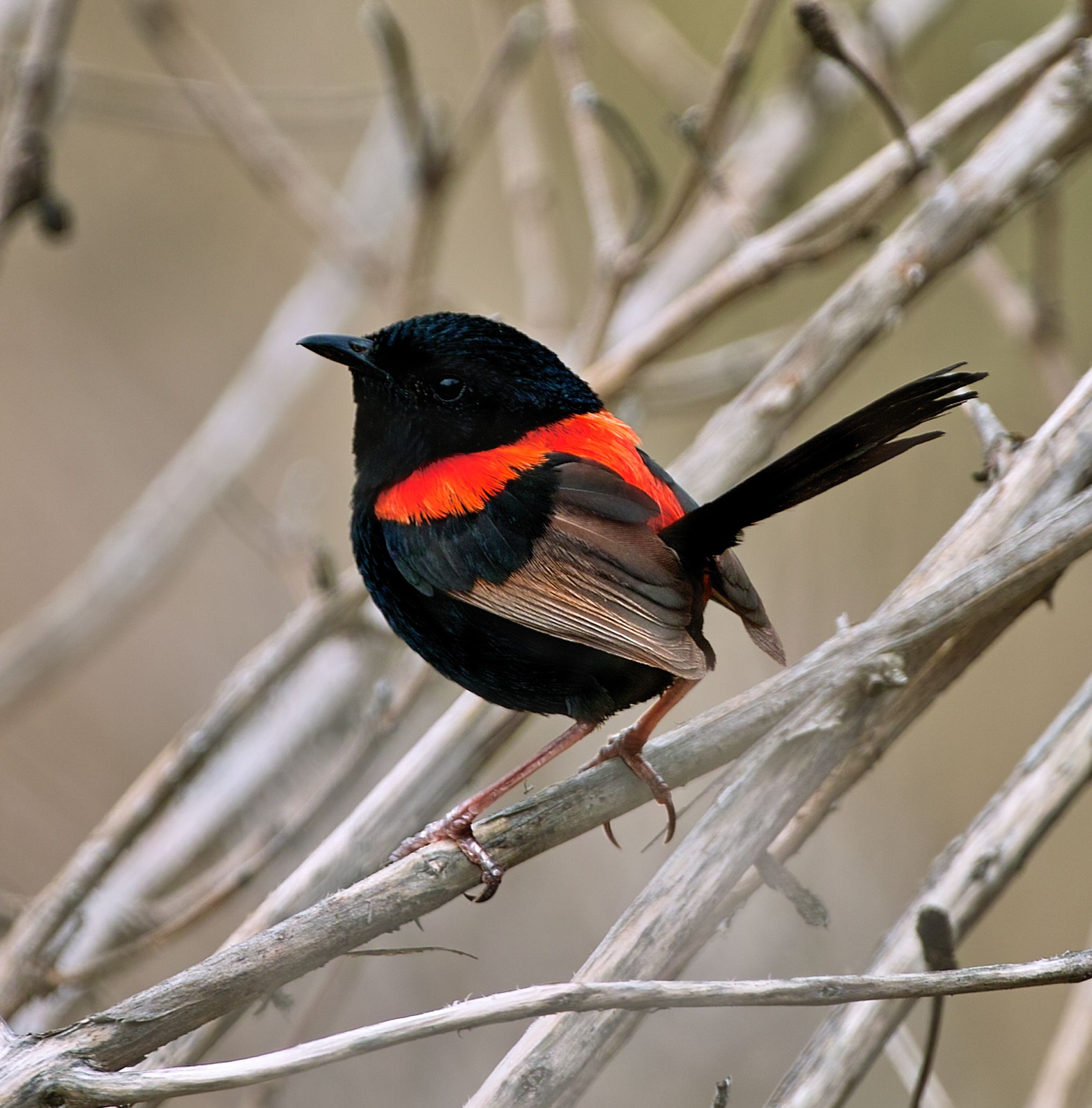 Red-backed fairy-wren