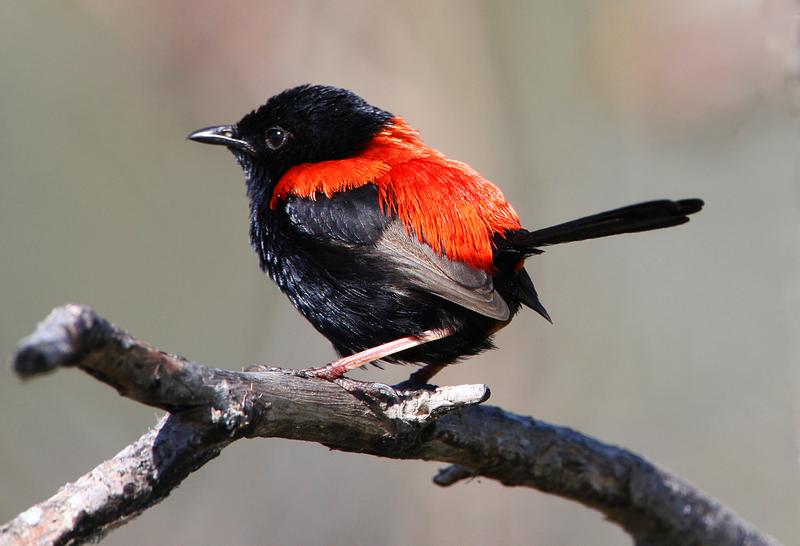 Pretty Red-backed fairy-wren