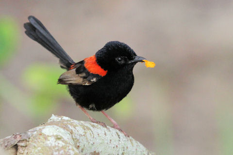Pretty Red-backed fairy-wren