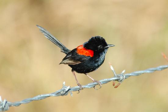 Pretty Red-backed fairy-wren