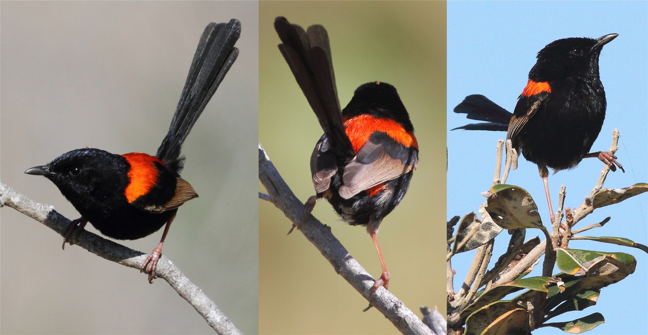 Pretty Red-backed fairy-wren