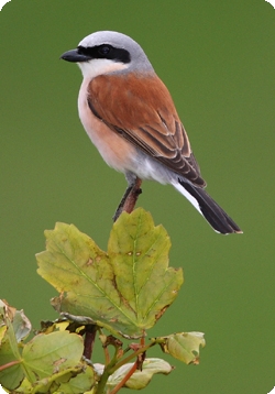 Red-backed shrike