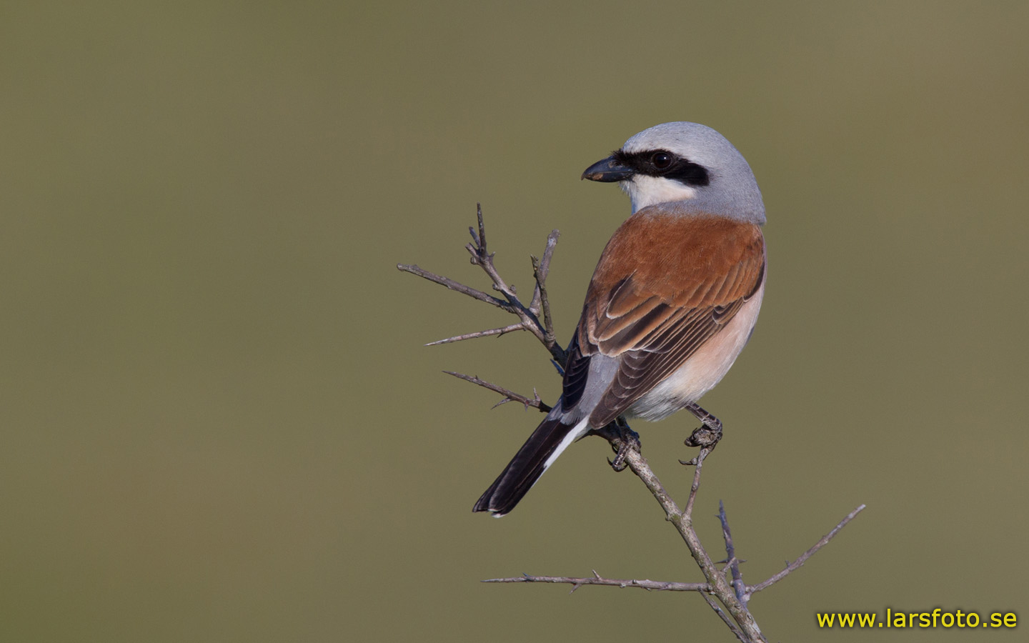 Pretty Red-backed shrike