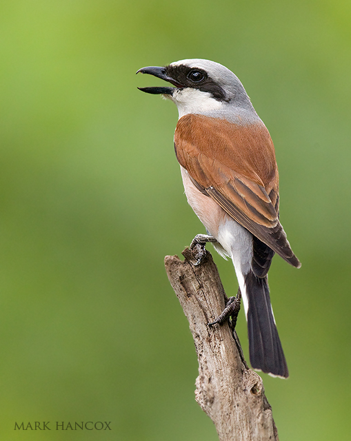 Pretty Red-backed shrike