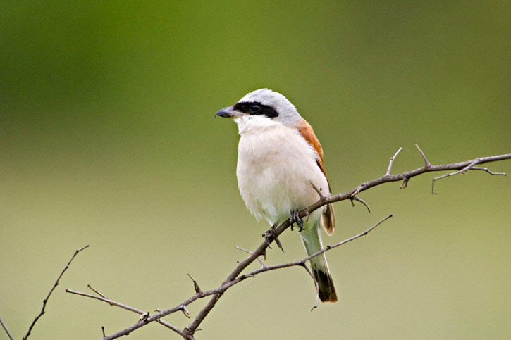 Pretty Red-backed shrike