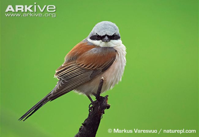 Pretty Red-backed shrike