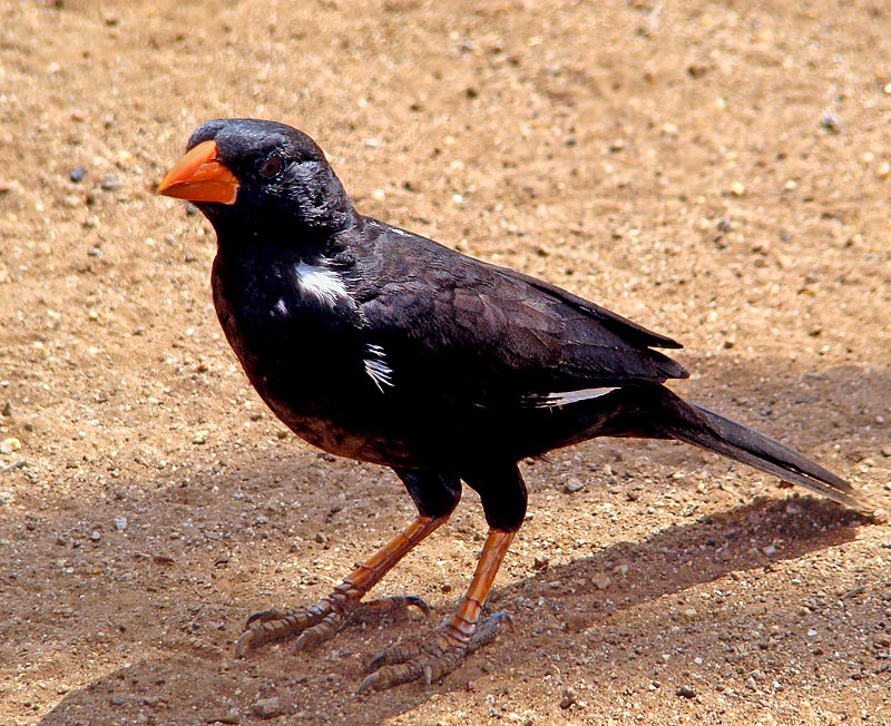 Red-billed buffalo weaver