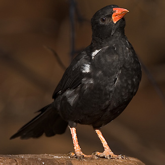 Pretty Red-billed buffalo weaver