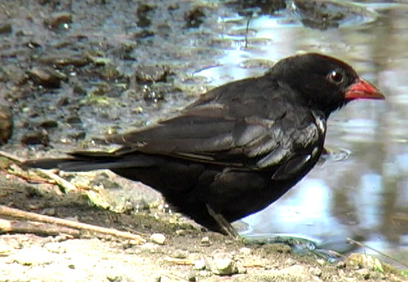 Pretty Red-billed buffalo weaver