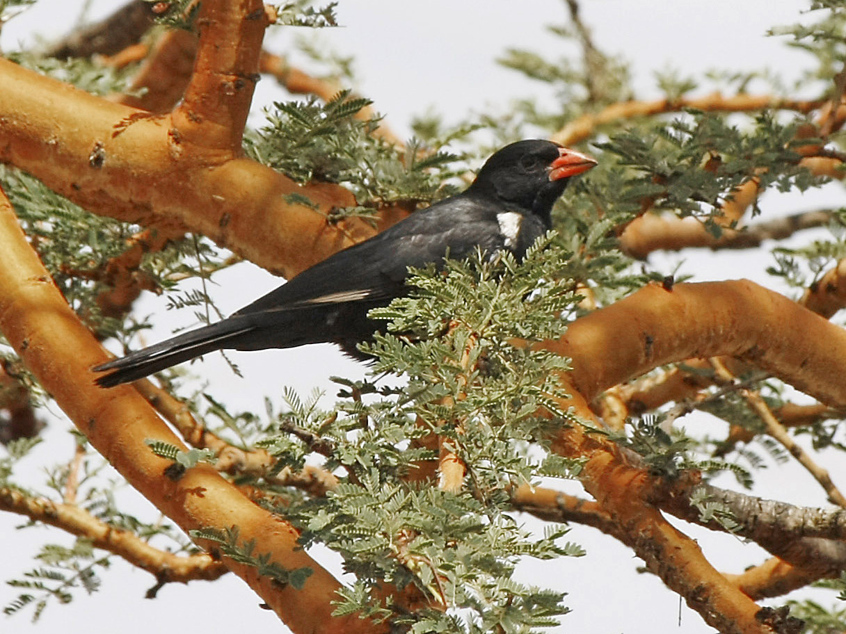 Pretty Red-billed buffalo weaver