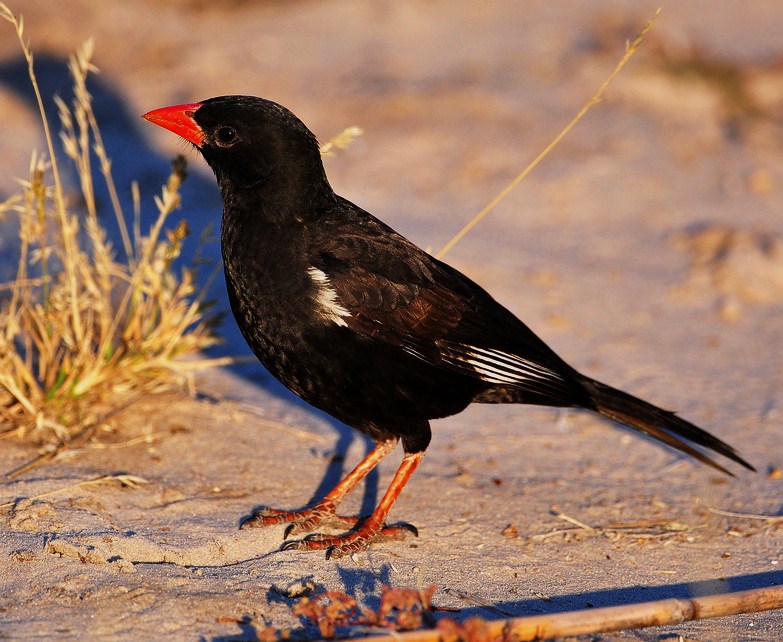 Pretty Red-billed buffalo weaver