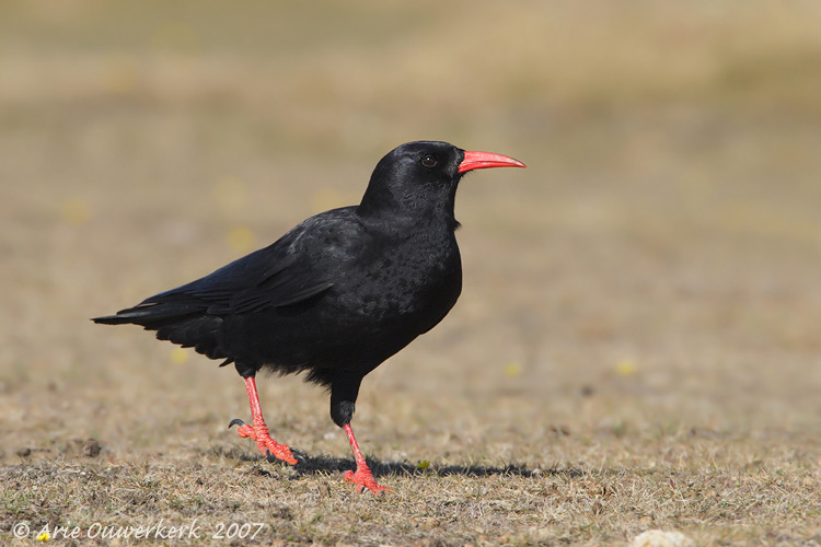 Red-billed chough