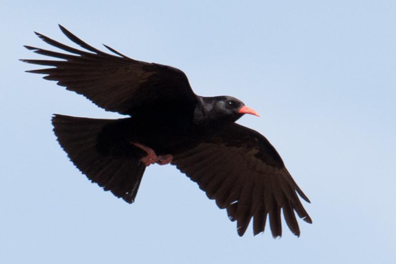 Pretty Red-billed chough