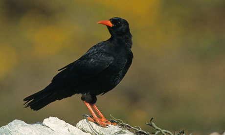 Pretty Red-billed chough