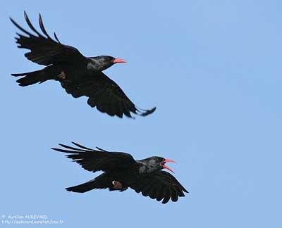 Pretty Red-billed chough