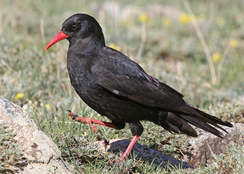 Pretty Red-billed chough