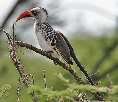 Red-billed hornbill