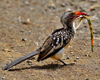 Pretty Red-billed hornbill