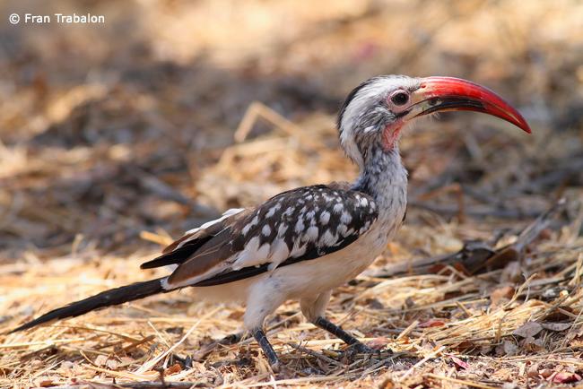 Pretty Red-billed hornbill