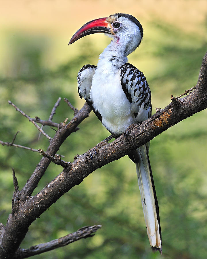 Pretty Red-billed hornbill