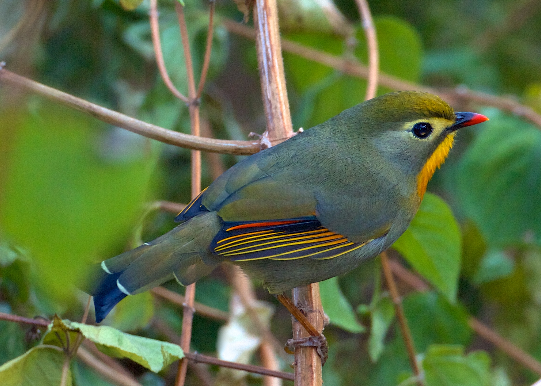 Red-billed leiothrix