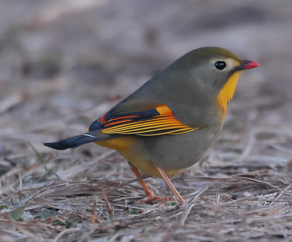 Pretty Red-billed leiothrix