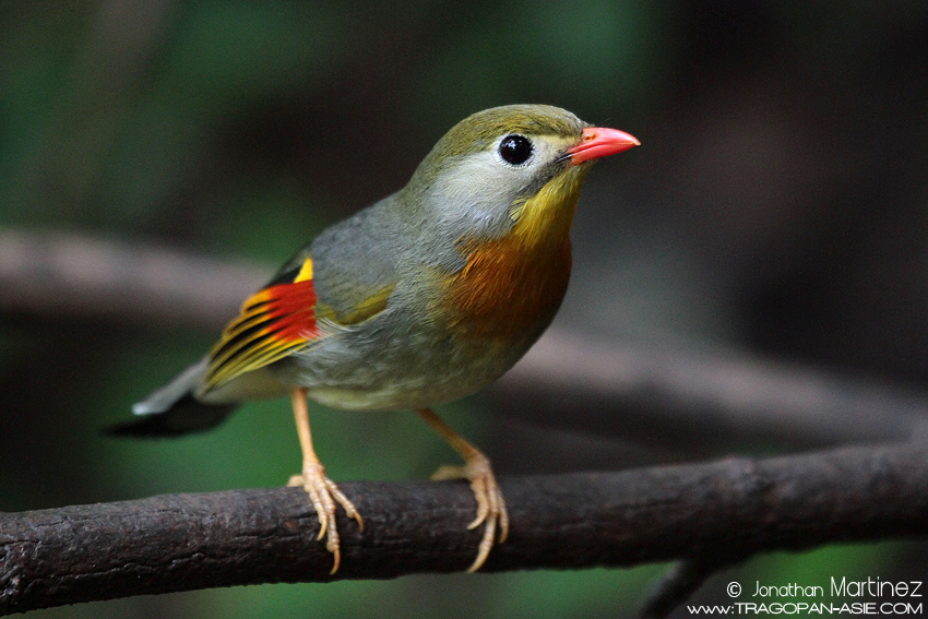 Pretty Red-billed leiothrix
