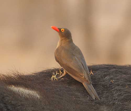 Red-billed oxpecker