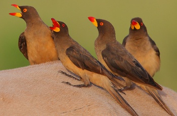 Pretty Red-billed oxpecker